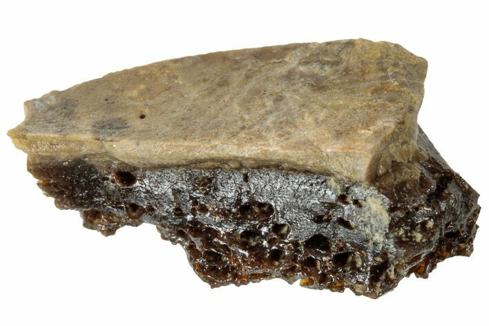 Fossil Tyrannosaur (T rex) Bone Section - Wyoming #313893